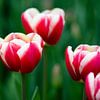 Rot-weiße Tulpen in Makroaufnahme von Ivonne Fuhren-van de Kerkhof