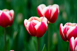 Rot-weiße Tulpen in Makroaufnahme
