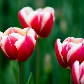 Red and white tulips in macro by Ivonne Fuhren-van de Kerkhof
