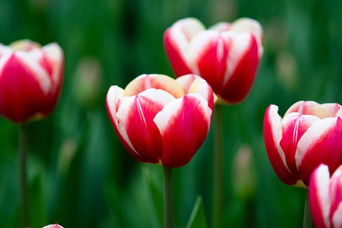 Rood-witte tulpen in macro