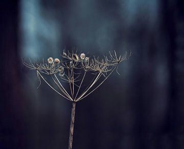 Plant met bokeh-achtergrond van Ilona Braat