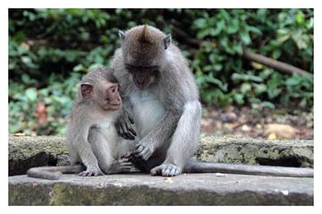 affaire de singe sur Edwin van Unen