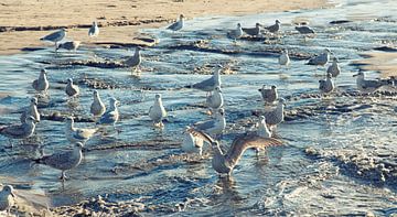 Seagulls by Bo Valentino