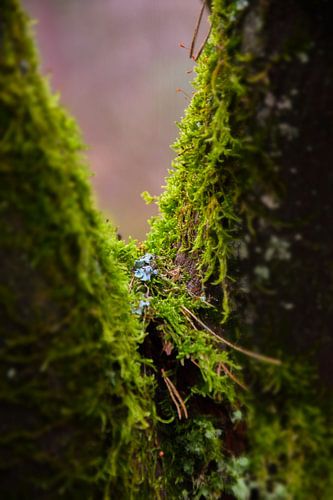 Natuurvenster – Bos van de Utrechtse Heuvelrug van Pix-Art by Naomi.k