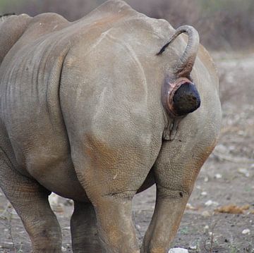 Rhinocéros de gauche en train de chier sur Niek Traas