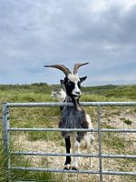 Goats and bucks in the dunes
