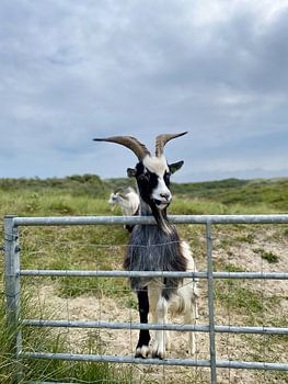 Chèvres et daims dans les dunes