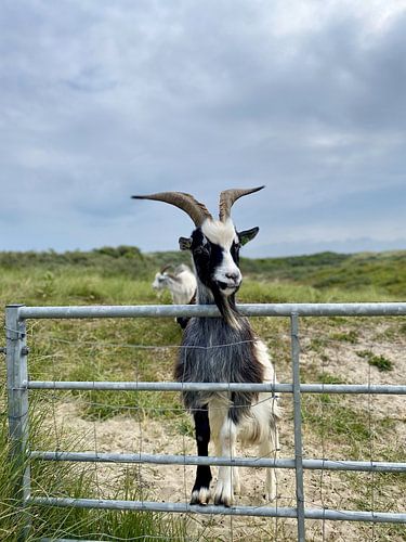 Chèvres et daims dans les dunes sur Anna Meinen