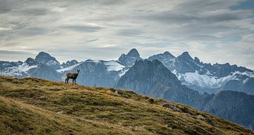 Gams im Gebirge von Stefan Mosert