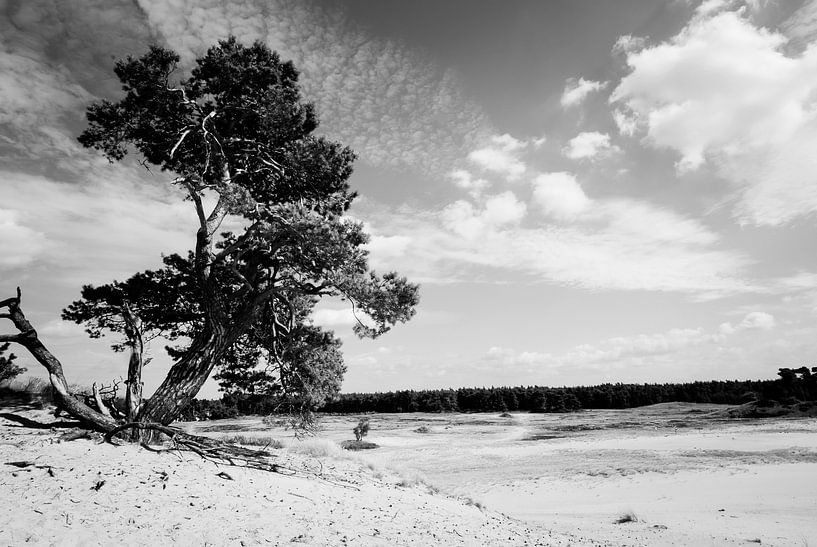 In het zand geworteld by Marianne Rouwendal