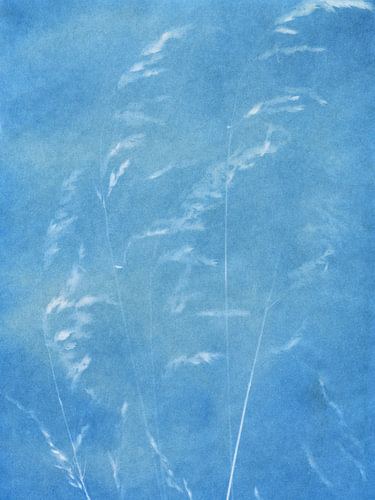 Gräsertraum vor blauem Himmel von Karen Kaspar