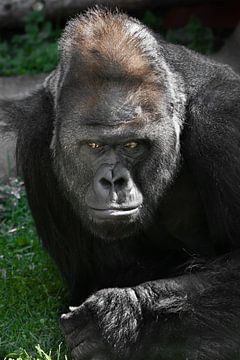 Pijnlijke reflecties op een groene weide van een sterke mannelijke gorilla met een grote vuist, grot