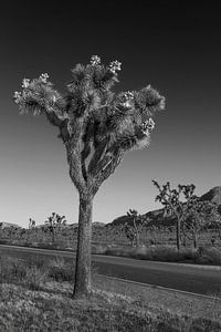Park Boulevard, Joshua Tree National Park