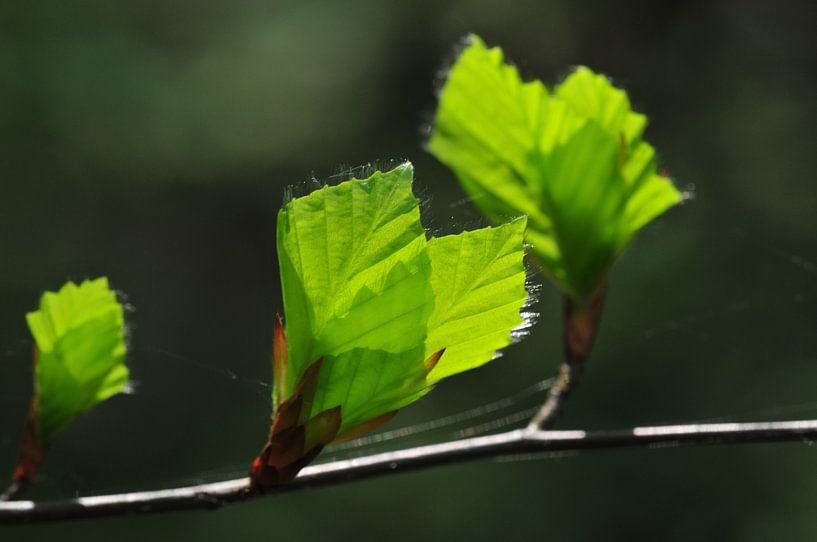 Early spring green by Theo van Woerden