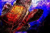 Fig leaves