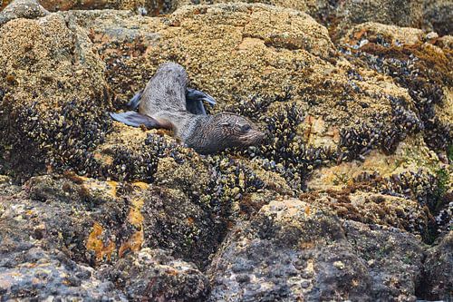 Otarie à fourrure du Cap sur un rocher