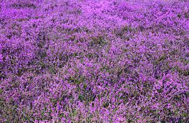 Heather blossom by Bo Valentino