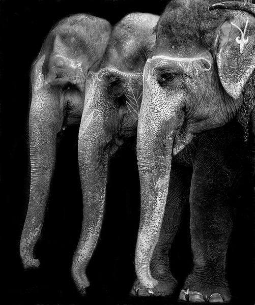 Nature \ 's grote meesterwerk, een olifant; het enige onschadelijke grote ding ..., Yvette Depaepe van 1x