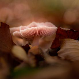 Champignon rose sur PJM Captures