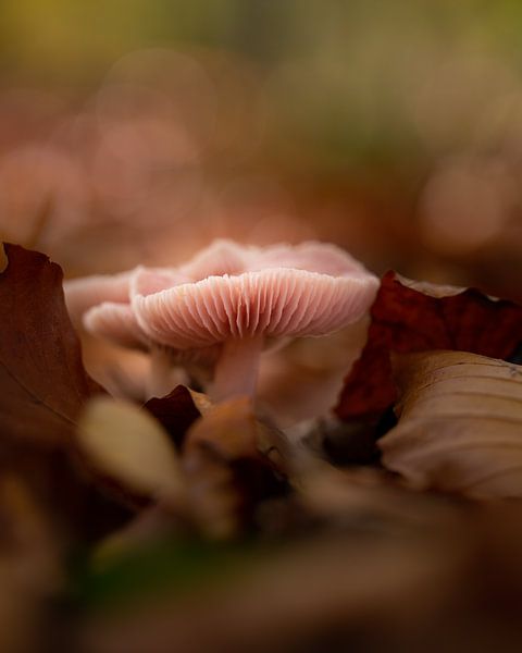 Champignon rose par PJM Captures