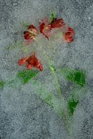 Bloem bevroren of niet 5