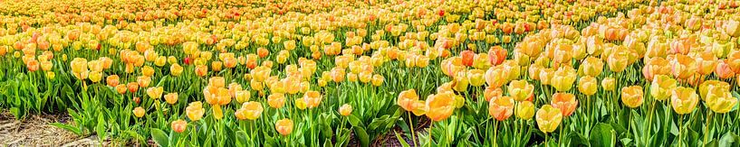 Bollenveld Panorama Bollenstreek Nederland 5:1 by Hendrik-Jan Kornelis