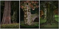 Trois - les arbres2