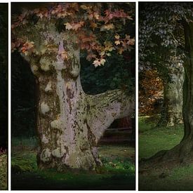 Three - trees 2 van Ton de Jong