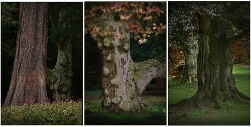 Three - trees 2