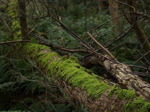 un arbre tombé avec de la mousse