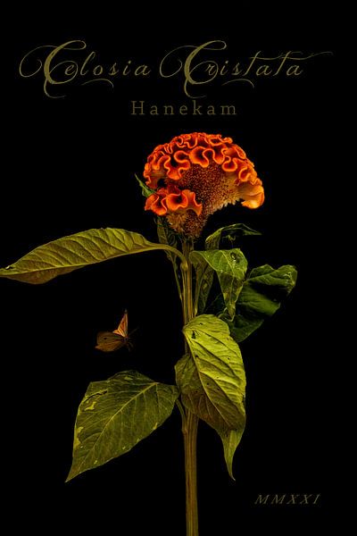 Celosia cristata Botanical print 3 Classic by Alie Ekkelenkamp