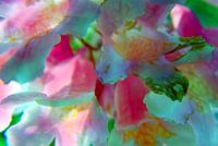 Blumenzauber2