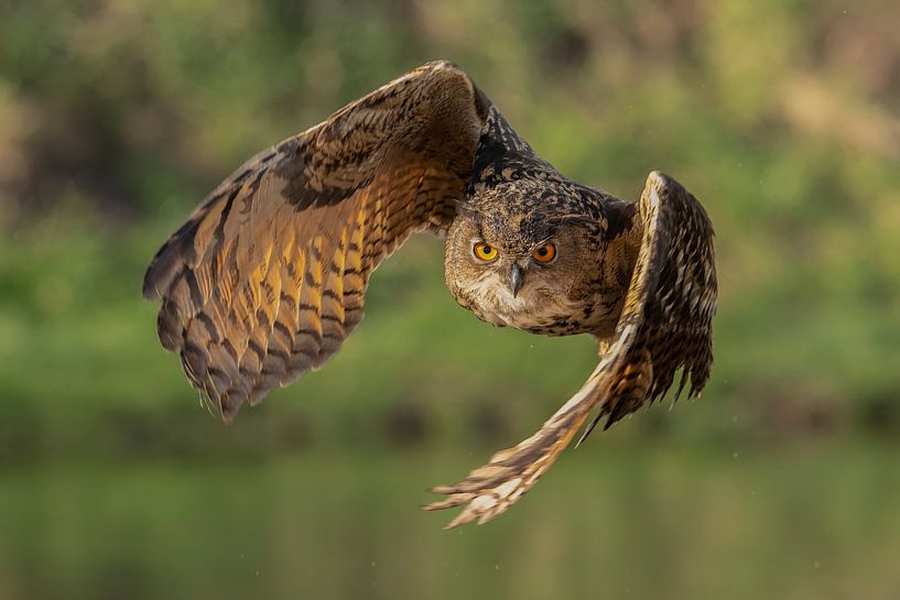 Hibou, en vol, vous regardant de face. par Jan van Vreede