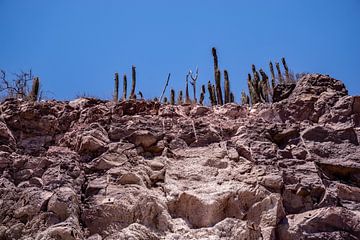 barren growth in the desert by Thomas Riess