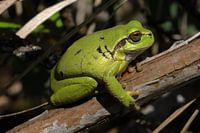 Laubfrosch