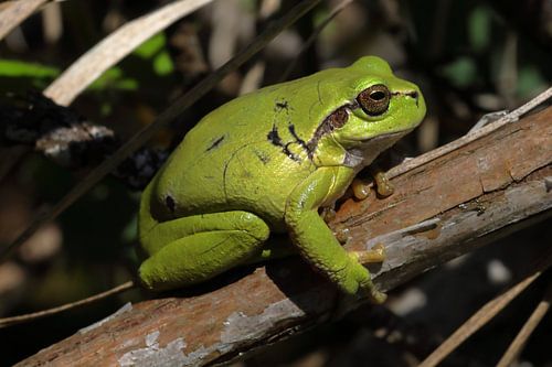 Laubfrosch