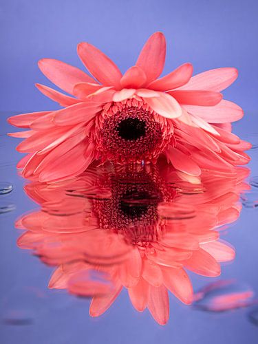 Gerbera rose sur une surface réfléchissante avec des gouttes (fond bleu)