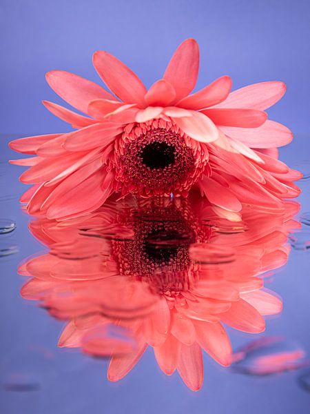 Gerbera rose sur une surface réfléchissante avec des gouttes (fond bleu) par Marjolijn van den Berg
