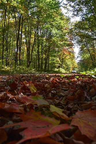 Een landweg in de herfst