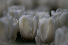Tulpen im verträumten Licht von Egon Jansen Fotografie