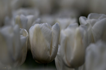 Des tulipes dans une lumière onirique
