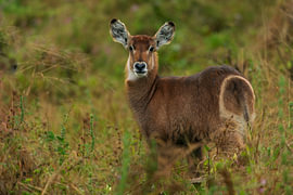 Young Waterbuck Standing in the Grass, Looking at the Camera by Johannes Jongsma