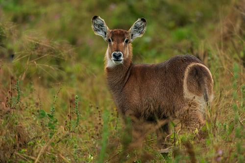 Young Waterbuck Standing in Grass Looking at Camera