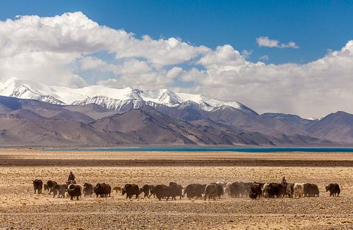 Herd of yaks at Lake Karakul in Tajikistan