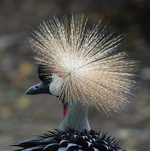 South African Crane von Thea Plus