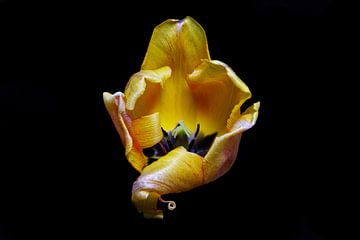 Bloeiende gele tulp van Ribbi