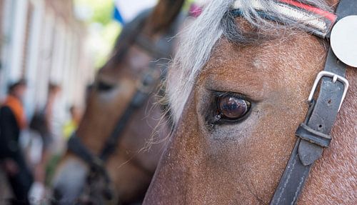 Paarden bij de ringstekenwedstrijd in Zeeland