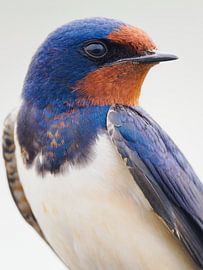 Porträt einer Rauchschwalbe von Laurens de Waard