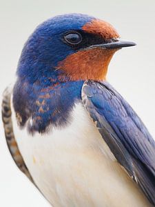 Portrait d'une hirondelle rustique