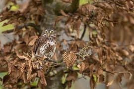 Dwarf owl in good camouflage by Ina Hendriks-Schaafsma